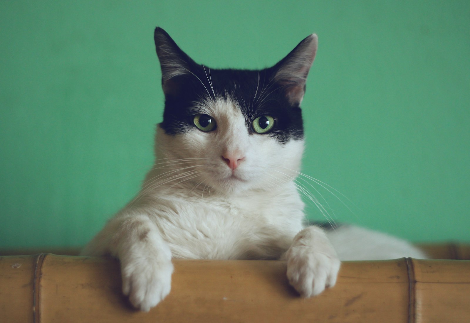Gato — doador felino