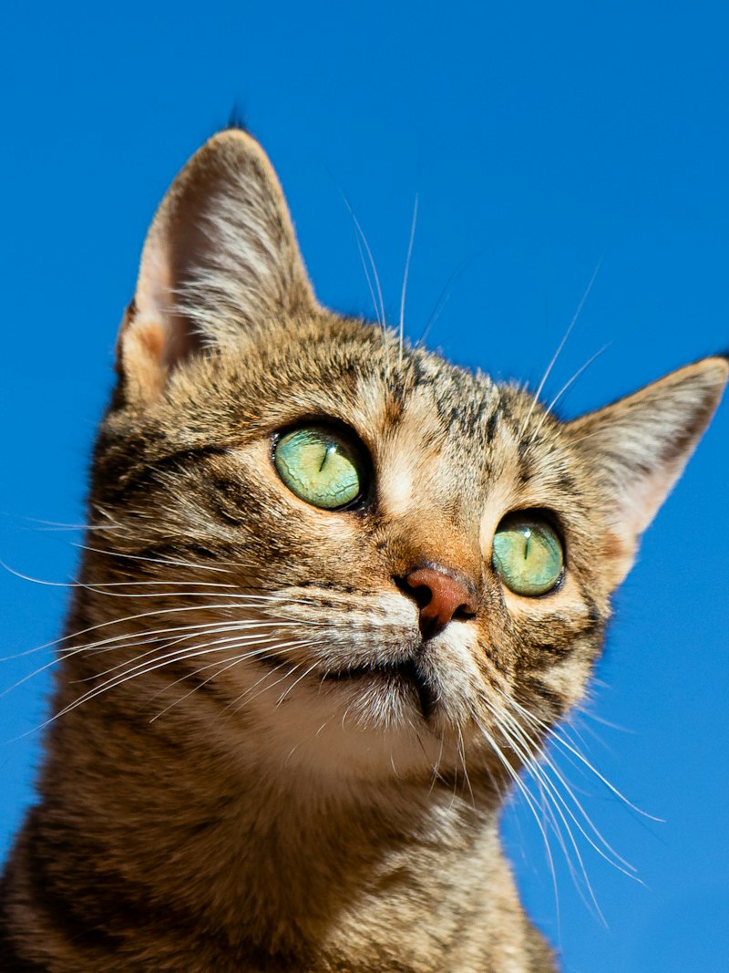 Gato — doador felino