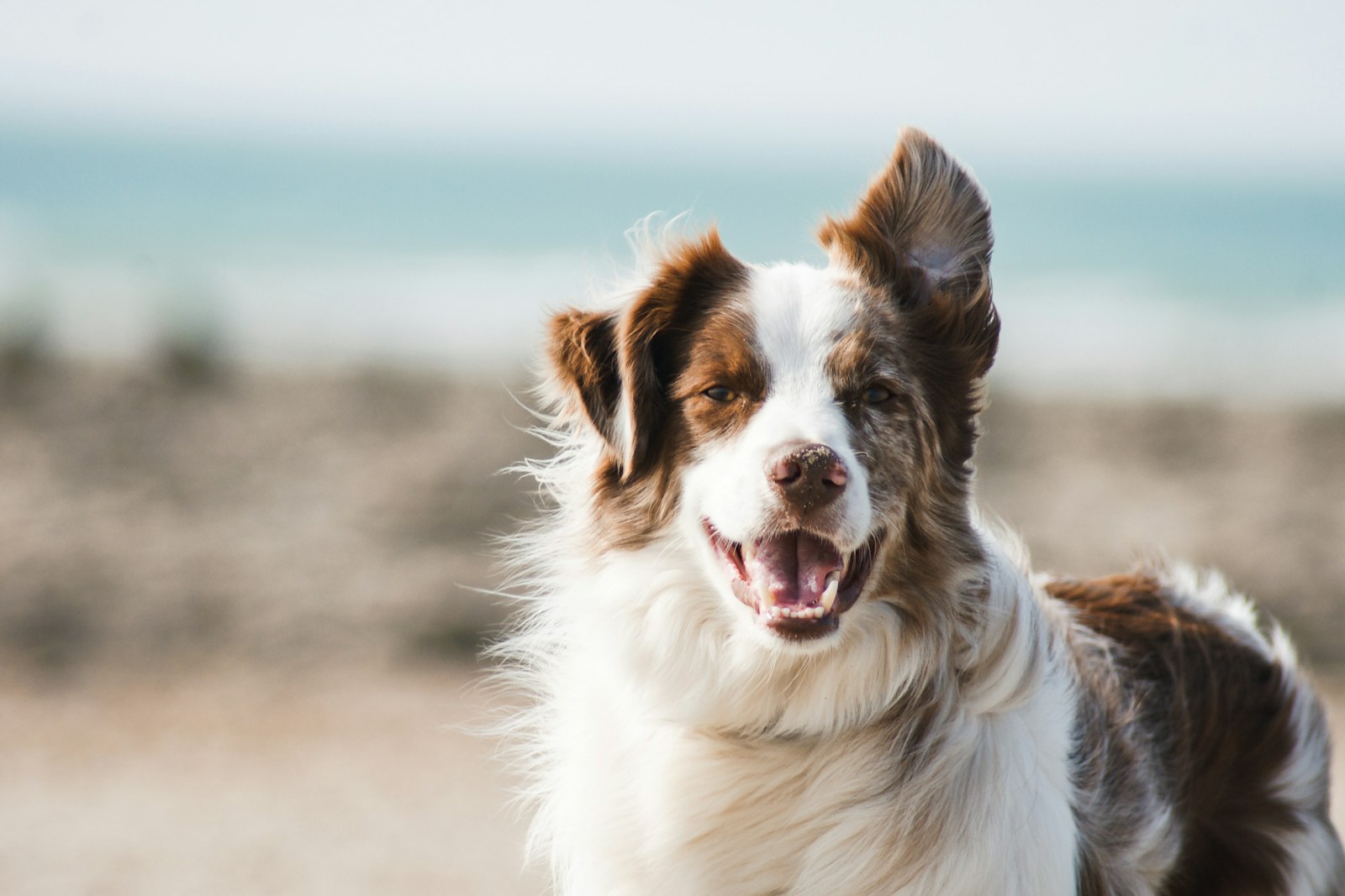 Cão — doador canino